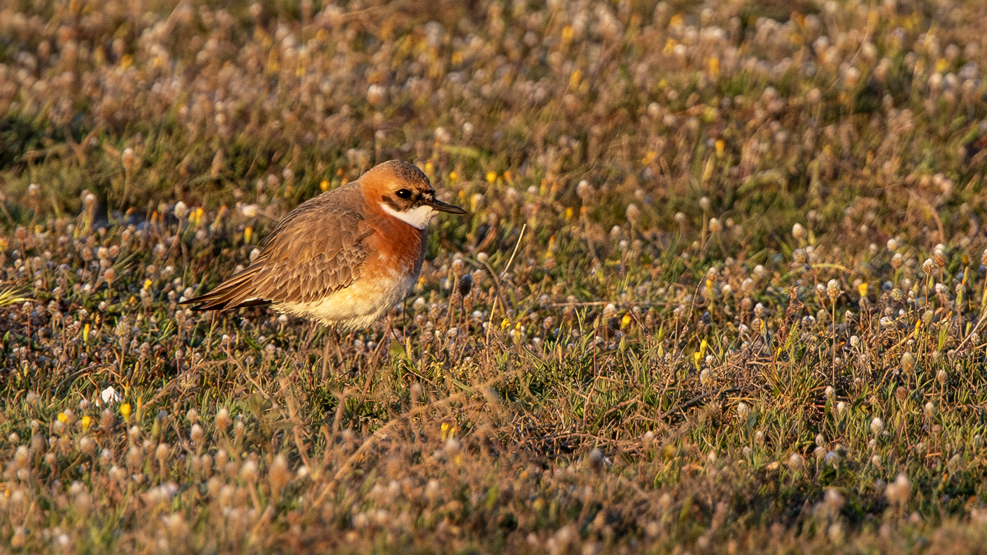 Greater Sand-Plover
